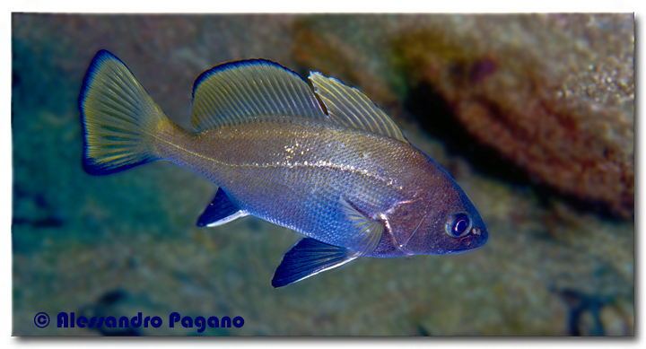 Corvina alla stazione di pulizia